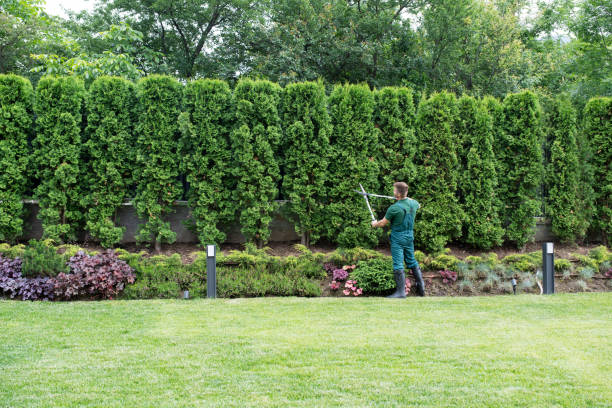 Best Root Management and Removal  in Home Garden, CA