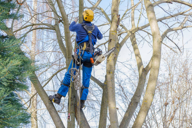 How Our Tree Care Process Works  in  Home Garden, CA