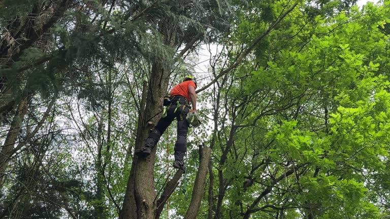 Best Tree Mulching  in Home Garden, CA