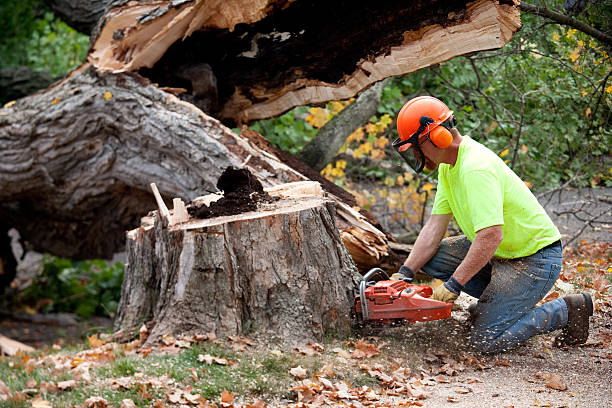Best Tree Health Inspection  in Home Garden, CA