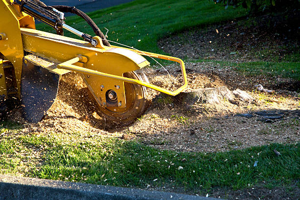 Best Lawn Grading and Leveling  in Home Garden, CA