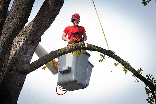 Best Arborist Consultation Services  in Home Garden, CA
