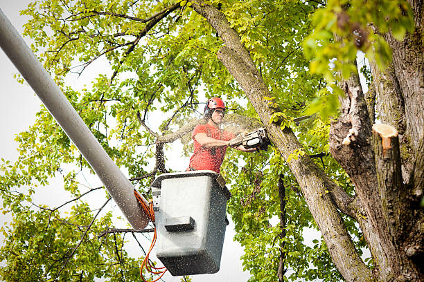 Best Tree Maintenance Programs  in Home Garden, CA