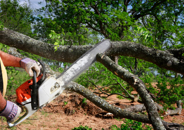 Trusted Home Garden, CA Tree Services Experts