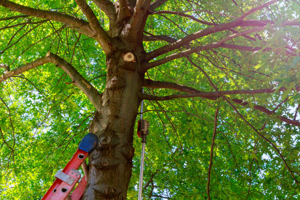  Home Garden, CA Tree Services Pros